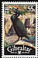 European Shag Gulosus aristotelis