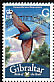 European Bee-eater Merops apiaster  2008 Bird definitives 