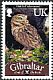 Little Owl Athene noctua  2012 Bird definitives 