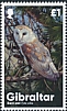 Western Barn Owl Tyto alba