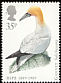 Northern Gannet Morus bassanus