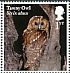 Tawny Owl Strix aluco  2018 Owls 