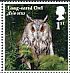 Long-eared Owl Asio otus