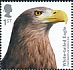 White-tailed Eagle Haliaeetus albicilla  2019 Birds of prey 