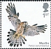 Merlin Falco columbarius  2019 Birds of prey 