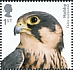 Eurasian Hobby Falco subbuteo  2019 Birds of prey 