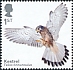 Common Kestrel Falco tinnunculus  2019 Birds of prey 