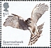 Eurasian Sparrowhawk Accipiter nisus  2019 Birds of prey 