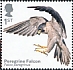 Peregrine Falcon Falco peregrinus  2019 Birds of prey 