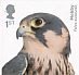 Eurasian Hobby Falco subbuteo  2019 Birds of prey Booklet, sa