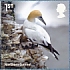 Northern Gannet Morus bassanus  2021 Wild coasts 10v sheet, sa