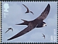 Common Swift Apus apus