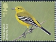 Western Yellow Wagtail Motacilla flava  2022 Migratory birds 