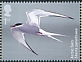 Arctic Tern Sterna paradisaea  2022 Migratory birds 