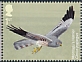 Montagu's Harrier Circus pygargus  2022 Migratory birds 