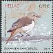 Common Nightingale Luscinia megarhynchos  2014 Songbirds 
