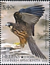 Eleonora's Falcon Falco eleonorae  2019 Europa 