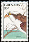 Western Osprey Pandion haliaetus  1988 Birds 