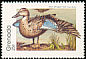 Blue-winged Teal Spatula discors  1989 Birds p 14