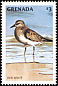 Red Knot Calidris canutus