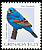 Blue Grosbeak Passerina caerulea  2000 Bird definitives 