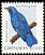 Blue Whistling Thrush Myophonus caeruleus