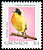 Common Yellowthroat Geothlypis trichas  2000 Bird definitives 