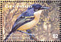 Common Tody-Flycatcher Todirostrum cinereum  2003 Birds of the Caribbean Sheet