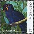 Hyacinth Macaw Anodorhynchus hyacinthinus