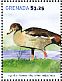 Egyptian Goose Alopochen aegyptiaca