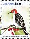 Red-bellied Woodpecker Melanerpes carolinus  2015 Birds of the world Sheet