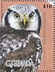 Northern Hawk-Owl Surnia ulula  2015 Owls  MS
