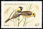 Bobolink Dolichonyx oryzivorus  1984 Songbirds 