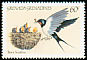 Barn Swallow Hirundo rustica  1984 Songbirds 