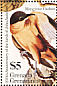 Mangrove Cuckoo Coccyzus minor  1985 Audubon  MS