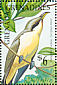 Mangrove Cuckoo Coccyzus minor  1990 Birds  MS MS