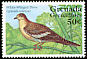 White-winged Dove Zenaida asiatica  1995 Birds 