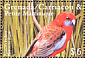 Crimson Rosella Platycercus elegans  2000 Parrots and Parakeets  MS