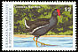 Common Gallinule Gallinula galeata  2000 Birds of the Caribbean 