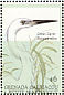 Great Egret Ardea alba  2001 Ducks and waterfowl of the Caribbean  MS