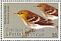 Blackpoll Warbler Setophaga striata  2007 Birds  MS MS