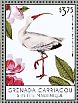 American White Ibis Eudocimus albus  2013 Birds of the Caribbean Sheet