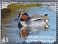 Green-winged Teal Anas carolinensis  2022 Ducks of Grenada Sheet