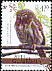 Ferruginous Pygmy Owl Glaucidium brasilianum  2008 Birds of Guatemala 