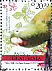 Orange-chinned Parakeet Brotogeris jugularis  2008 Birds of Guatemala  MS