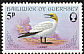 Northern Gannet Morus bassanus  1978 Birds 