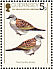 European Turtle Dove Streptopelia turtur