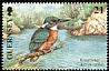 Common Kingfisher Alcedo atthis  2001 Europa 
