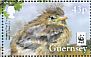 Meadow Pipit Anthus pratensis  2017 WWF Sheet