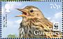 Meadow Pipit Anthus pratensis